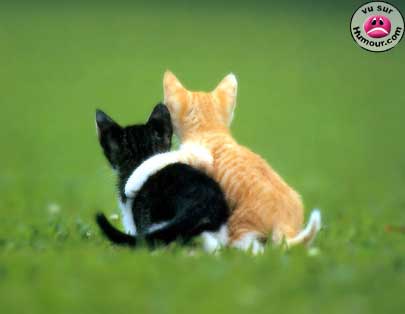 amis pour la vie